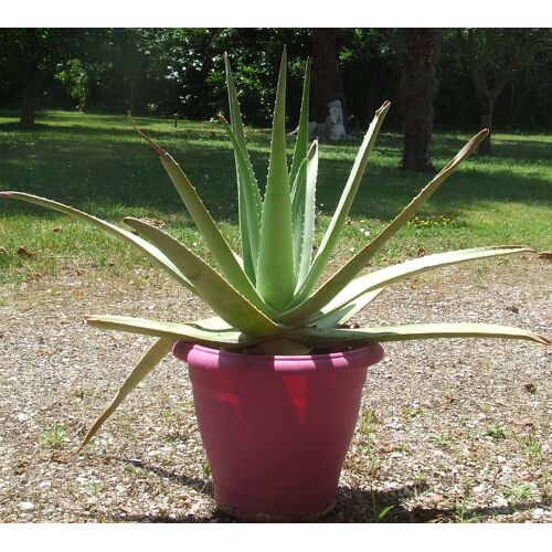 Plante Aloe Vera