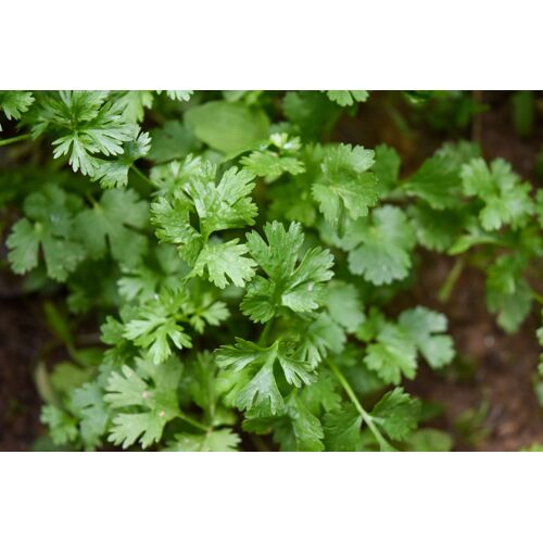 Graines De Coriandre X200 - Mon Petit Jardin - Aromatique - Culture Bio