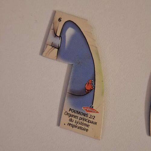 Magnet Le Gaulois Il Était Une Fois La Vie Le Corps Humain L Homme No 6 Poumons 2/2 Organes Principaux Du Système Respiratoire