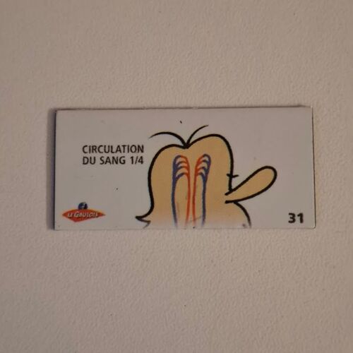 Magnet Le Gaulois Il Était Une Fois La Vie Le Corps Humain L Homme No 31 Circulation Du Sang 1/4