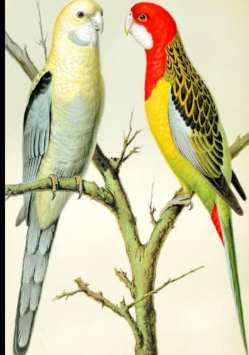 Rosellas Birds Cover Design: College Ruled Composition Notebook 7 X 10 Inch, Original Art Cover Design, Perfect Gift For Art Lovers.