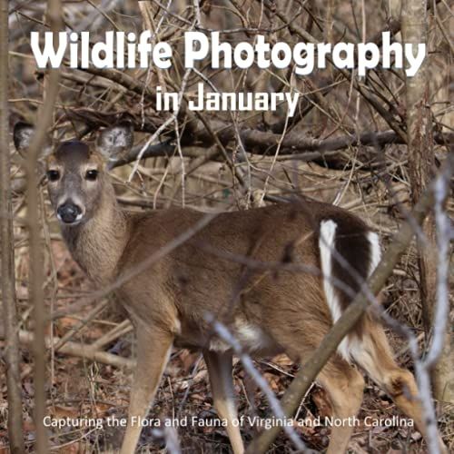 Wildlife Photography In January: Capturing The Flora And Fauna Of Virginia And North Carolina (Nature Photos Throughout The Year)