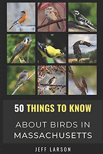 50 Things To Know About Birds In Massachusetts: Birding In The Bay State