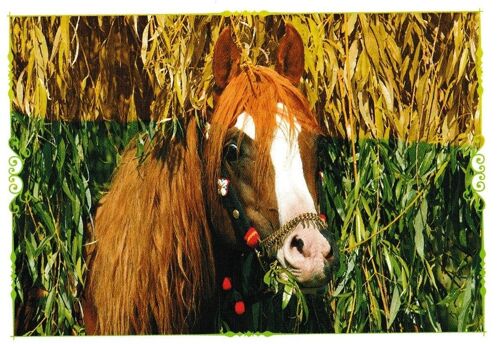 N° 101 - Stickers Image Panini Chevaux Un Voyage A Travers Les Couleurs