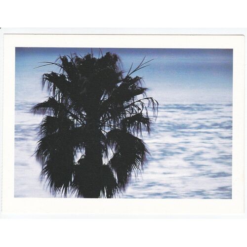 Carte Postale Californie - Palm And Ocean, San Diego