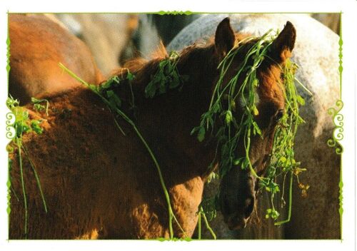 N° 100 - Stickers Image Panini Animaux Un Voyage A Travers Les Couleurs