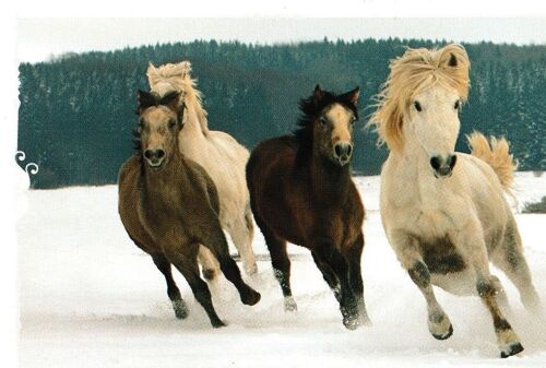 N° 24 - Stickers Image Panini Animaux Un Voyage A Travers Les Couleurs