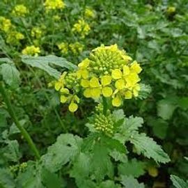 Moutarde Blanche 100 Graines