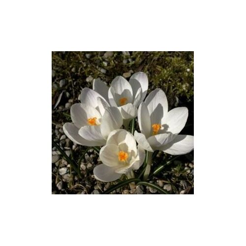 10 Graines De Crocus Blanc Vernus Albiflorus