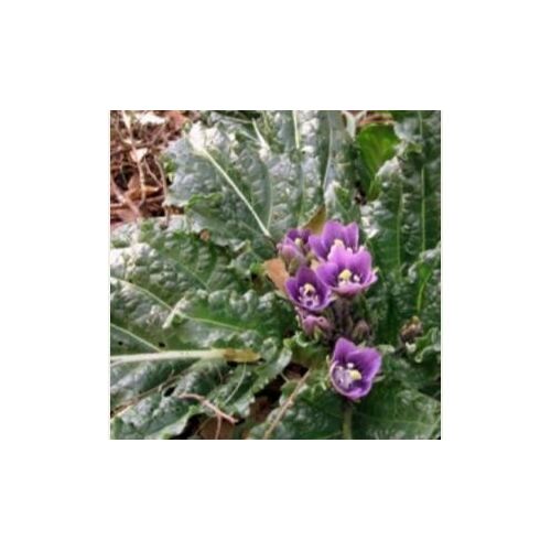 3 Graines De Mandragora Autumnalis Mandragore