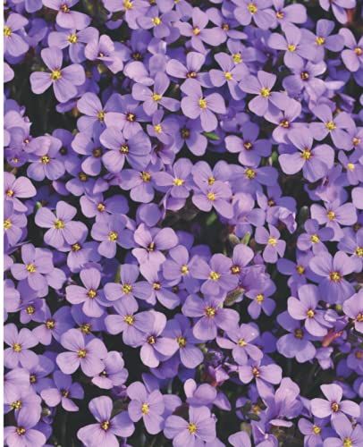 Composition Notebook Pretty Flowers Print- Wide Ruled Paper Notebook Journal | Floral Cover | Blank Wide Lined Workbook For Girls Boys Kids Teens ... Ruled: 7.5" X 9.25" 120 -Wide Ruled Pages