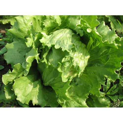 250 Graines De Laitue Iceberg Méthode Bio Salade Légume Potager Permaculture