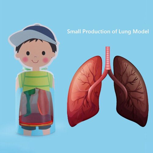 Kit De Matériel Modèle De Respiration Des Poumons, Jouets De Production Scientifique Créative, Expérience Physique, Jouet Éducatif Pour Enfants, Cadeaux D'enseignement