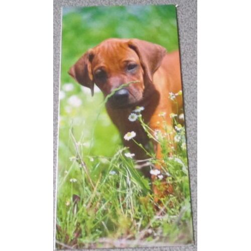 Carte Double Représentant Un Jeune Chien Marron Humant Des Herbes Et Des Fleurs Des Champs Sur Un Joli Fond De Vert - 19x19cm - Éditée Par La Spa