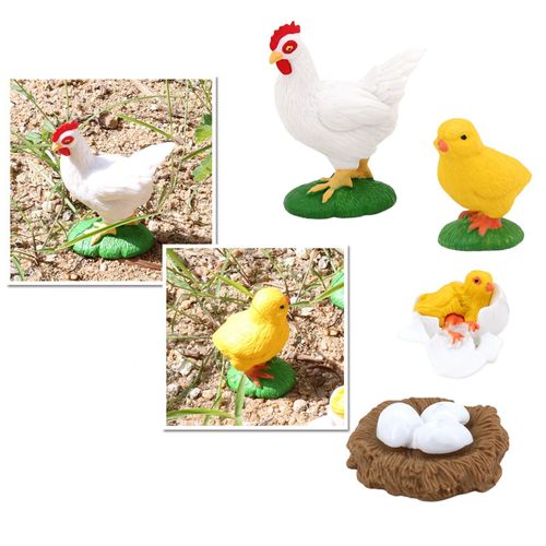 Figurines De Cycle De Vie De Poule Poussin, Accessoire Éducatif À Notre