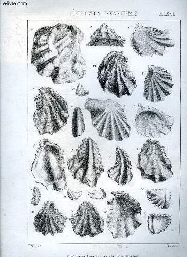 Une Planche En Noir Et Blanc Provenant De L'atlas Monographie Du Genre Ostrea - Terrain Cretace - Planche N°28 Ostrea Semiplana Sowerby Etage Santonien - Devillei Coquand Campanien - Merceyi ...