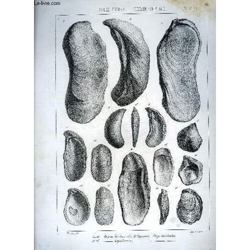 Une Planche En Noir Et Blanc Provenant De L'atlas Monographie Du Genre Ostrea - Terrain Cretace - Planche N°43 - Ostrea Vardonensis H.Coquand Etage Gardonien - Lignitorum .