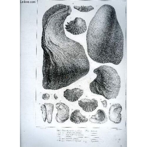 Une Planche En Noir Et Blanc Provenant De L'atlas Monographie Du Genre Ostrea - Terrain Cretace - Planche N°18 - Ostrea Hippopodium Nilsson Etage Santonien - Proboscidea Archiac - ...
