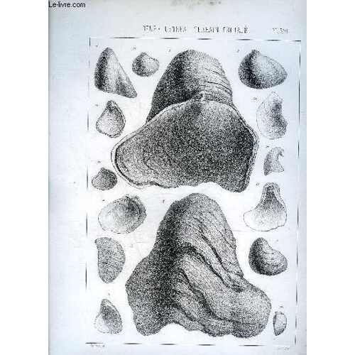 Une Planche En Noir Et Blanc Provenant De L'atlas Monographie Du Genre Ostrea - Terrain Cretace - Planche N°16 - Ostrea Proboscidea Archiac Etage Santonien - Vomer Orbigny Campanien.