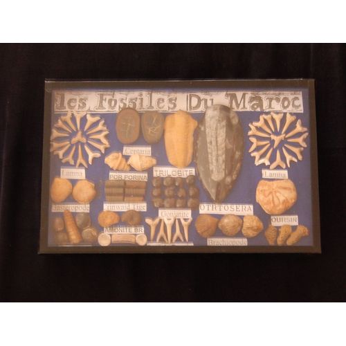 Les Fossiles Du Maroc Coffret