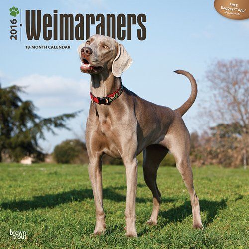 Calendrier 2016 Braque De Weimar - Weimaraners 2016 Wall Calendar