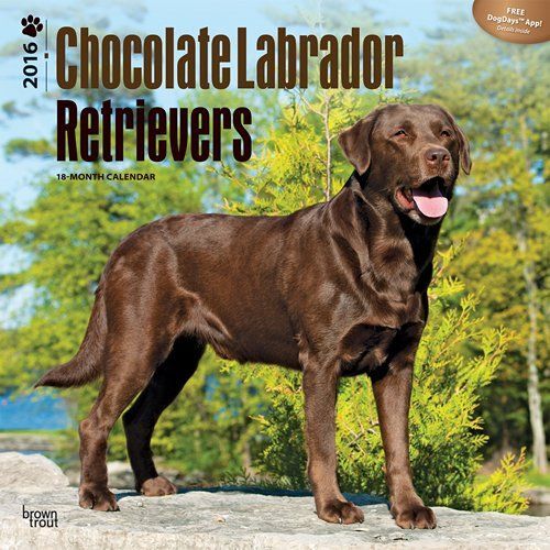 Calendrier 2016 Labrador Chocolat - Chocolate Labrador Retrievers Wall Calendar