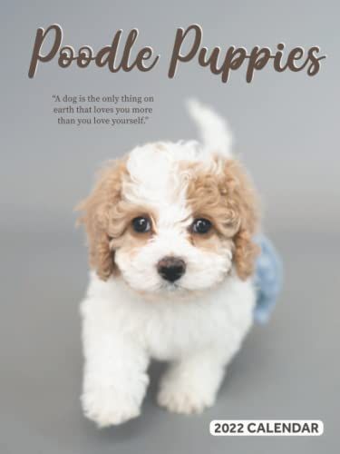 Poodle Puppies 2022 Calendar: 12-Month Calendar 2022 From Jan 2022 To Dec 2022 In Mini Size 8x6 Inch