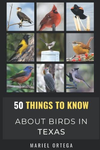 50 Things To Know About Birds In Texas : Birding In The Texas