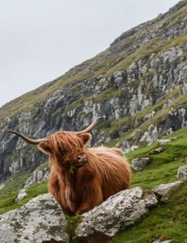 Highland Cattle Notebook! Take This Fun Notebook To All Your Classes. 8.5" X 11", 100 College-Ruled Pages.