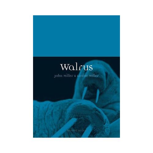 Walrus