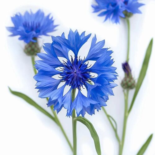 100 Graines De Bleuet - Semisauvage Permaculture
