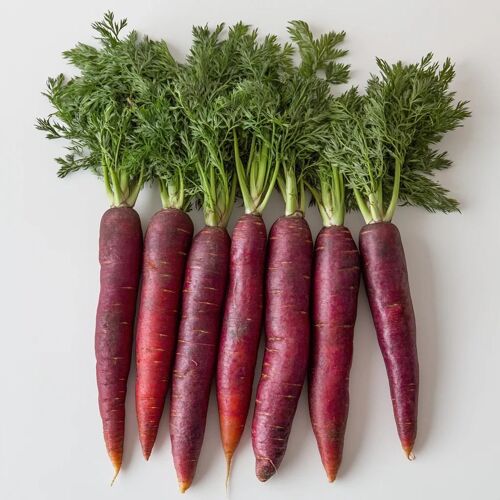 250 Graines De Carotte Longue Rouge Sang - Semisauvage Permaculture