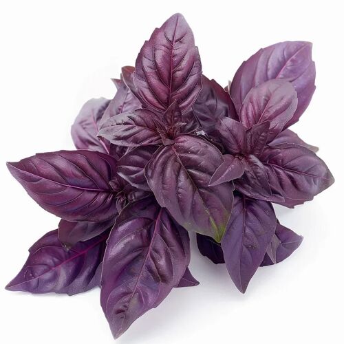 150 Graines De Basilic Pourpre - Semisauvage Permaculture