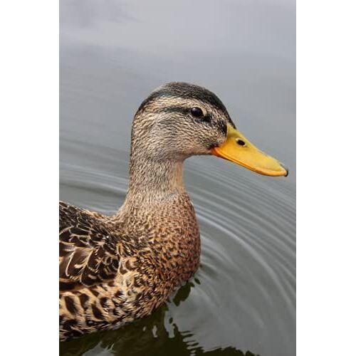 Notizbuch: Ente Wildente Vogel Tiermotiv Tiere Notizbuch Kariert 6x9 Zoll (Ca A5)Kariertes Buch Zum Reinschreiben,120 Seiten, Softcover, Verwendbar ... Tagebuch Gästebuch Bullet Planer Geschenk