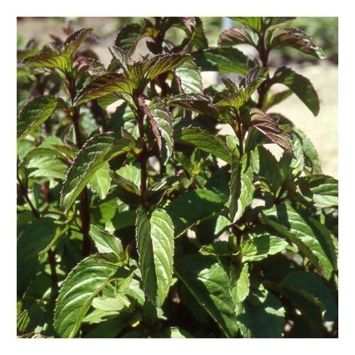 Pieds De Menthe Bergamote