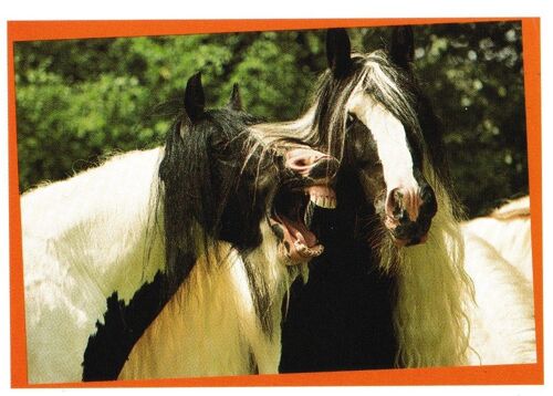 N° 146 - Stickers Image Panini Chevaux Une Aventure Incroyable