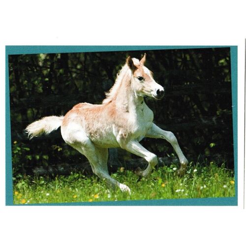 N° 7 - Stickers Image Panini Chevaux Une Aventure Incroyable