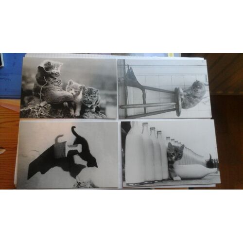 Lot De 4 Cartes Postales "Chat" 