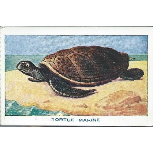 Bon Point À Collectionner ( Sirop De Deschiens À L'hémoglobine ) : Les Reptiles : Tortue Marine ( N° 20 )