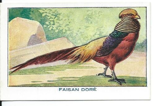 Bon Point À Collectionner ( Sirop De Deschiens À L'hémoglobine ) : Les Oiseaux : Faisan Doré ( N° 34 )