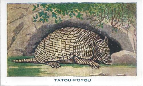 Bon Point À Collectionner ( Sirop De Deschiens À L'hémoglobine ) : Les Mammifères : Tatou-Poyou ( N° 72 )