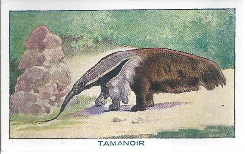 Bon Point À Collectionner ( Sirop De Deschiens À L'hémoglobine ) : Les Mammifères : Tamanoir ( N° 70 )
