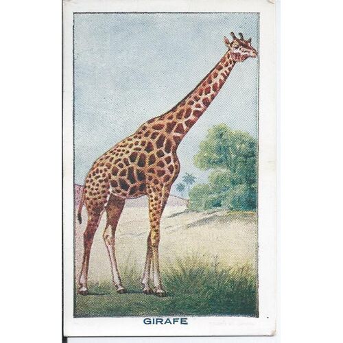 Bon Point À Collectionner ( Sirop De Deschiens À L'hémoglobine ) : Les Mammifères : La Girafe ( N° 68 )