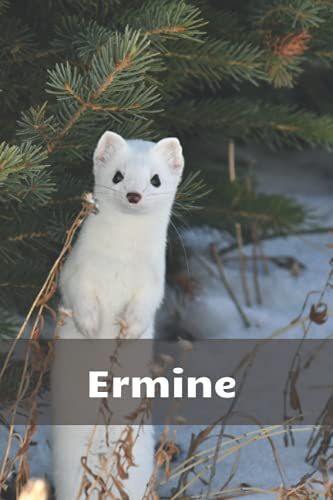 Notebook With Ermine: Beautiful Animal Notebook For Children And Everyone! (Animals Notebooks)
