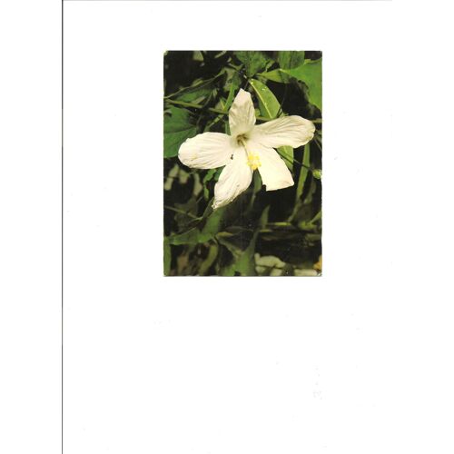 Hibiscus