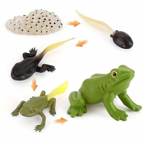 5 Modèles De Cycle De Vie Réalistes De Grenouille - Jouet Éducatif Et Interactif Cadeau De Vacances Parfait Pour Enfants