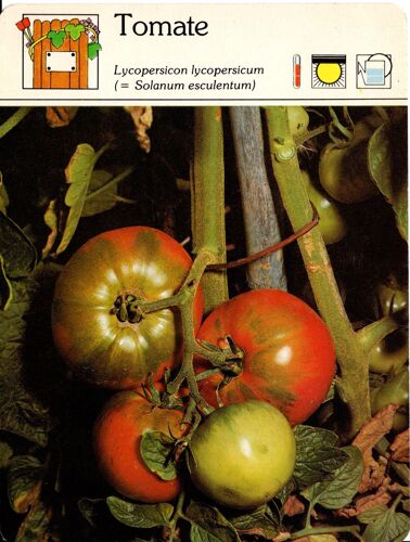Fiche Edito-Service Tomate