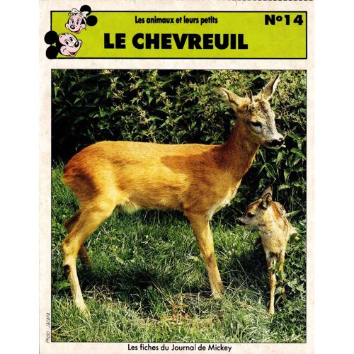 Fiche Journal De Mickey Le Chevreuil