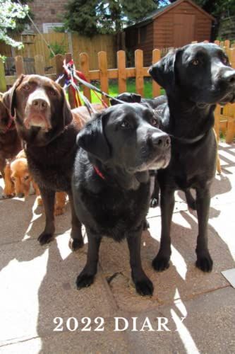 Dog Walkers Diary 2022: Week To View, 9 X 6 Inch, Perfect Gift For Women, Men, And Dog Walkers