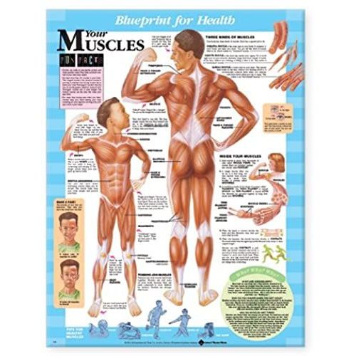 Blueprint For Health Your Muscles Chart